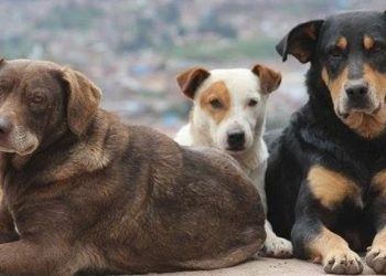 ქუთაისის აეროპორტი 300 მიუსაფარი ძაღლის ტერიტორიიდან გასაყვანად ტენდერს აცხადებს