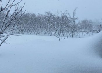 85 წლის ქალი შვილის ცხედართან მარტოა – კიდევ ერთი ტრაგედია გურიაში