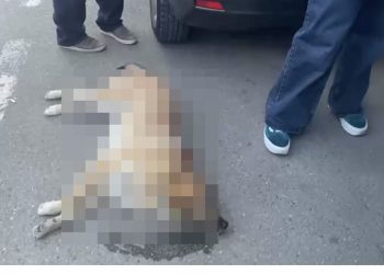 ღრმაღელის მეტროსთან ძაღლს ესროლეს იმ მიზეზით რომ ბავშვს დაუყეფა… პატრულმა გაუშვა, როგორც თქვეს, თანამშრომელია… – რას ამბობენ შსს-ში?