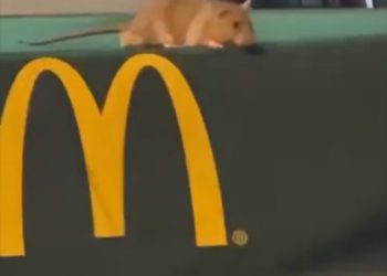 ვირთხა მაკდონალდსის სახურავზე