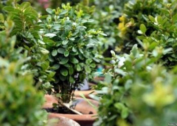 მართლმადიდებელი სამყარო დღეს ბზობას აღნიშნავს