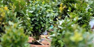 მართლმადიდებელი სამყარო დღეს ბზობას აღნიშნავს