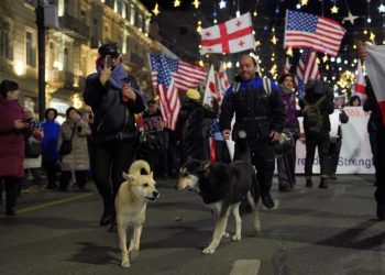 თანამებრძოლი ცუგები მალე დაუბრუნდებიან რუსთაველს