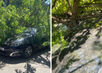 ,, გიორგი ერისთავზე ხე ჩამოვარდა და მანქანა დამიზიანა… ამ ხეზე შეტანილი ქონდათ მეზობლებს 2 ჯერ განაცხადი” – ,,ქალაქის პრობლემები”