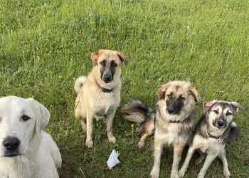 საქართველოს მასშტაბით მიუსაფარი ძაღლების რაოდენობა 300-350 ათასამდე მერყეობს