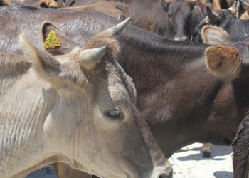 ქობულეთში ჯილეხის შემთხვევა დადასტურდა