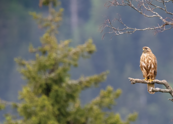 ფრინველთა ხმებით სავსე სიმშვიდე – „საირმეს რეკრეაციული ფერმა“ ლევან ქობალიას ფოტოობიექტივში