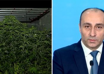 გელაძის უწყება ამტკიცებს, რომ 136 ძირი კანაფი ამოიღო – პირს 12–წლიანი ციხე ემუქრება