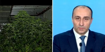 გელაძის უწყება ამტკიცებს, რომ 136 ძირი კანაფი ამოიღო – პირს 12–წლიანი ციხე ემუქრება