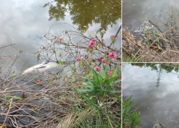 “როგორ უნდა გეზიზღებოდეს შენი ქვეყანა, ეს რომ გააკეთო?!” – ვრცელდება საგანგაშო კადრები გრიგოლეთის ტბიდან