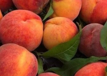 ატმის შეღებვის ფაქტის ამსახველ ვიდეომასალასთან დაკავშირებით, სურსათის სააგენტო განცხადებას ავრცელებს