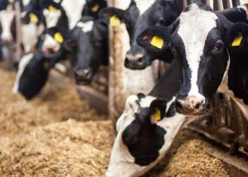 სკინტლის სკანდალთან დაკავშირებით სააპელაციო სასამართლომ „ჩირინას“ საჩივარი ნაწილობრივ დააკმაყოფილა – დავა უზენაეს სასამართლოში გაგრძელდება