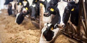 სკინტლის სკანდალთან დაკავშირებით სააპელაციო სასამართლომ „ჩირინას“ საჩივარი ნაწილობრივ დააკმაყოფილა – დავა უზენაეს სასამართლოში გაგრძელდება