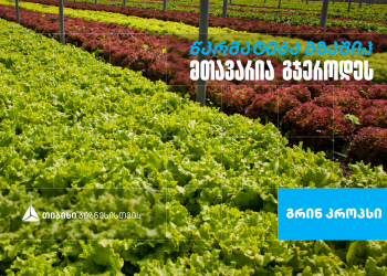 „გრინ კროპს დისტრიბუშენი” – სასათბურე მეურნეობა, რომელიც თიბისი ბიზნესის მხარდაჭერით განვითარდა