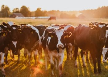 ფერმერები პირუტყვის ჯილეხით დაცემის შემთხვევაში სახელმწიფოსგან კომპენსაციას მიიღებენ – სეს