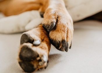 თელავში ძაღლი პნევმატური იარაღით მოკლეს – ერთ პირს ბრალი წარედგინა