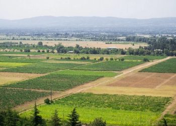 მიწის ნაკვეთების დარეგისტრირება უფასოდ მოქალაქეებს 2025 წლის ბოლომდე შეეძლებათ