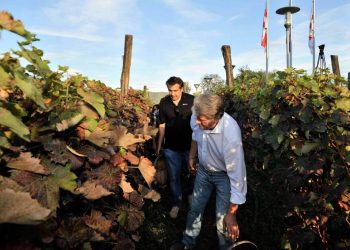 ,,ივანიშვილი აპირებს მე ჩამომართვას ყვარლის ვენახი, სახლით…” – სააკაშვილი