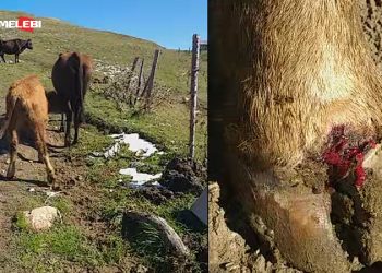 საქონელს ახალი ვირუსი გაუჩნდა – „ჩლიქები ულპებათ, გამონაყარი აქვთ ყველგან… ამოვთხარე მიწა და დავმარხე” – მედია ახალ დაავადებაზე