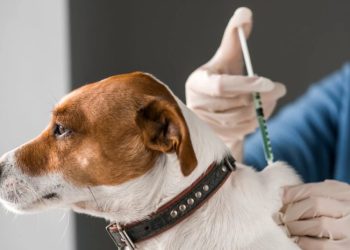 წალკის მუნიციპალიტეტში ძაღლის ცოფით სიკვდილის შემთხვევა დაფიქსირდა – სეს-ი