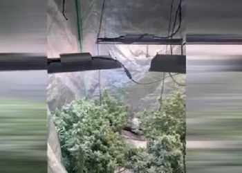 ამოღებულია 14 ძირი „კანაფი“ და 3 ქილა „გამომშრალი მარიხუანა” – ნარკოდანაშაულის ბრალდებით ერთი პირი დააკავეს