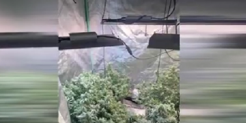 ამოღებულია 14 ძირი „კანაფი“ და 3 ქილა „გამომშრალი მარიხუანა” – ნარკოდანაშაულის ბრალდებით ერთი პირი დააკავეს