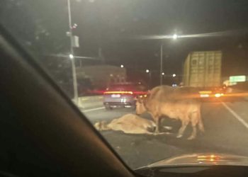 “რიკოთის გზაზე ძროხას ავტომობილი დაეჯახა !” – “ჩემი ქალაქი მკლავს”