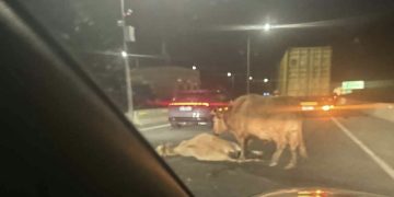 “რიკოთის გზაზე ძროხას ავტომობილი დაეჯახა !” – “ჩემი ქალაქი მკლავს”