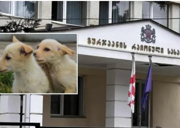 “ჯერ თავი მოაჭრა მეტისის ჯიშის ძაღლს, შემდეგ კი…” – გურჯაანის რაიონულმა სასამართლომ ცხოველების განსაკუთრებული სისასტიკით მოკვლის ფაქტზე დაკავებულს პატიმრობა შეუფარდა