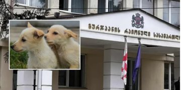 “ჯერ თავი მოაჭრა მეტისის ჯიშის ძაღლს, შემდეგ კი…” – გურჯაანის რაიონულმა სასამართლომ ცხოველების განსაკუთრებული სისასტიკით მოკვლის ფაქტზე დაკავებულს პატიმრობა შეუფარდა