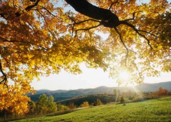 8 ნოემბრის ამინდის პროგნოზი