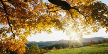 8 ნოემბრის ამინდის პროგნოზი