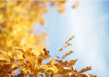 1 ნოემბრის ამინდის პროგნოზი ქალაქების მიხედვით