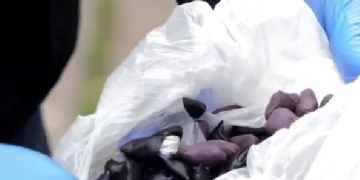 ამოღებულია 44 შეკვრა „ალფა-პვპ” – ნარკოდანაშაულის ბრალდებით ერთი პირია დაკავებული