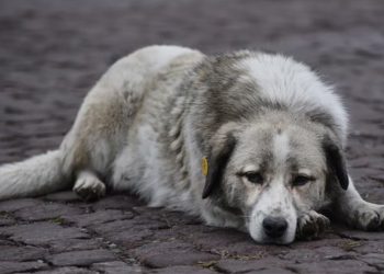 “გორში მიუსაფარ ძაღლებში ჭირი გავრცელდა და სააგენტომ, არ ვმკურნალობთ, დავაძინებთო – “ქართლის ამბები”