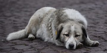 “გორში მიუსაფარ ძაღლებში ჭირი გავრცელდა და სააგენტომ, არ ვმკურნალობთ, დავაძინებთო – “ქართლის ამბები”