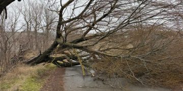 მოგლეჯილი სახურავები და წაქცეული ხეები – ხაშურის მუნიციპალიტეტში სტიქიას ებრძვიან