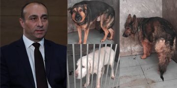 “გამოიყენეს და როგორც ნივთები ისე დატოვეს”; “წყეულიმც იყოს ამის გამკეთებელი” – შსს–მ 12 ძაღლი მოხუცებულობის გამო თავშესაფარში ჩააბარა