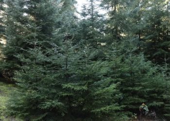 ჯარიმა პირველ ჯერზე 2000 ლარი – ნაძვის მოჭრაზე კანონმდებლობა მკაცრდება