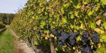 ვენახის სამეწარმეო მიზნით გაშენებას თანხმობა დასჭირდება