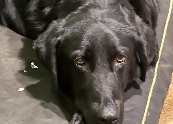 სახელმწიფო სერტიფიკატის გარეშე ვეტერინარის საქმიანობა აიკრძალა – როგორ შეიძლება სერტიფიცირება