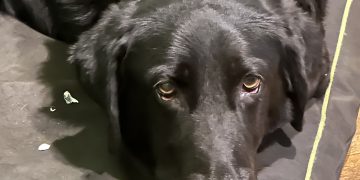 სახელმწიფო სერტიფიკატის გარეშე ვეტერინარის საქმიანობა აიკრძალა – როგორ შეიძლება სერტიფიცირება