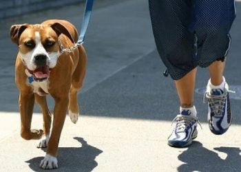 ალიკაპის გარეშე გასეირნება – ₾150, მიტოვება – ₾5 000 – შინაურ ბინადარ ცხოველთა შესახებ კანონი ამოქმედდა