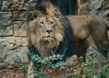 რუსებმა ეკოპარკს დაარტყეს