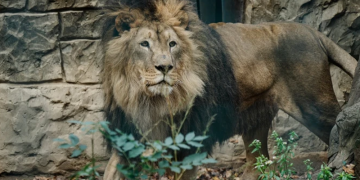 რუსებმა ეკოპარკს დაარტყეს