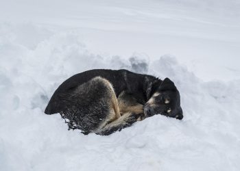 “ამ დღეებში მათი გადარჩენა ყველას გვევალება” – როგორ შეიძლება გადავარჩინოთ გაყინვას მიუსაფარი ცხოველები