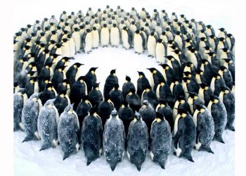 “ეს მართლაც მაგალითია იმისა, რომ გადარჩენის ერთადერთი გზა ერთიანობა და სისტემური მოქმედებაა” – დავით ჩუთლაშვილი