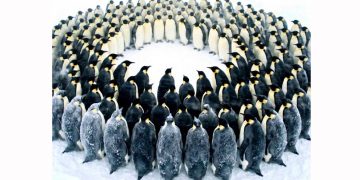 “ეს მართლაც მაგალითია იმისა, რომ გადარჩენის ერთადერთი გზა ერთიანობა და სისტემური მოქმედებაა” – დავით ჩუთლაშვილი