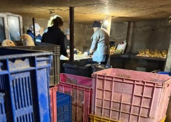 სურსათის სააგენტოს სპეციალური განცხადება – დაილუქა 109 კგ ქათამი, რომელიც ვეტერინარული ზედამხედველობის გარეშე იყო დაკლული