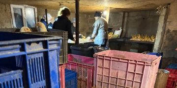 სურსათის სააგენტოს სპეციალური განცხადება – დაილუქა 109 კგ ქათამი, რომელიც ვეტერინარული ზედამხედველობის გარეშე იყო დაკლული